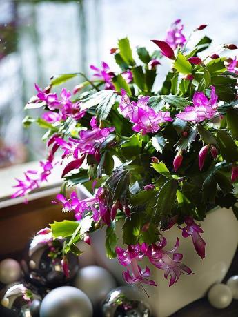 Az egyik névben adott szobanövények számára a virágzás ideje - „karácsonyi kaktusz”, vagy egyszerűen „Rozhdestvennik”