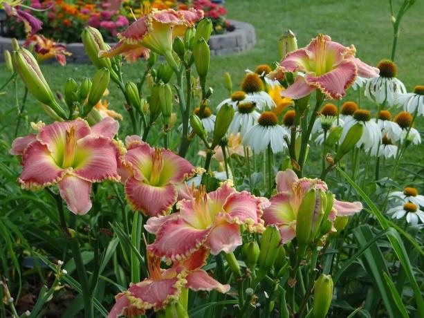 Keresse meg jól megválasztott színvilág: sárga, rózsaszín daylily a kacér túlcsorduló készült egy pár hófehér Echinacea. Vagy ez neki?