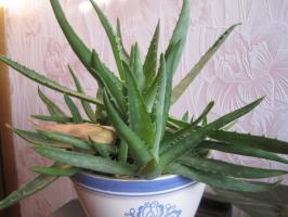 Grow aloe vera otthon megfelelő. gyakorlati tanácsokat