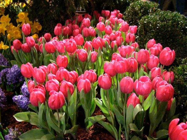 Tulipán ápolási és gondozási igény nem kevesebb, mint a többi növény a kertben