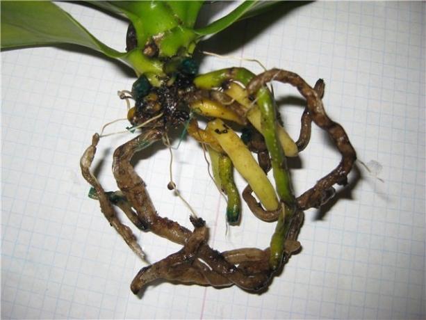 Rotten gyökerek Phalaenopsis