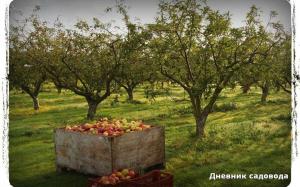 Treat alma varasodás, idén ősszel