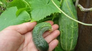 6 legjobb problémák a termesztés uborka a kertben. És úgy dönt, hogy kap egy jó termés!