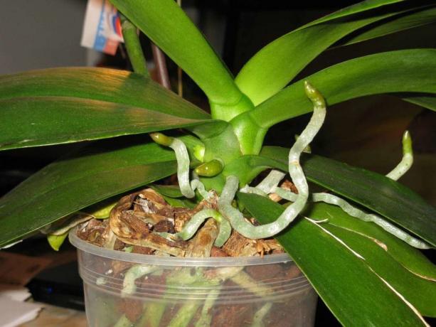 Légi gyökerek nőnek orchideák élettartama Phalaenopsis