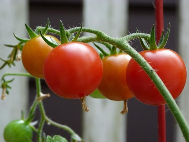 fiatal tomatiki