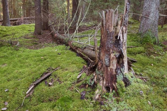 A törvény a valozhnike -, hogy lehet takarítani az erdőben, és mikor?