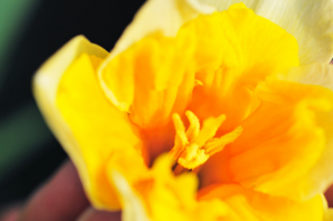 Miért nárcisz nem virágzik. Mi a teendő egy éves virágzás nárcisz