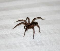 2 jó ok, hogy ne öld pókok a házban
