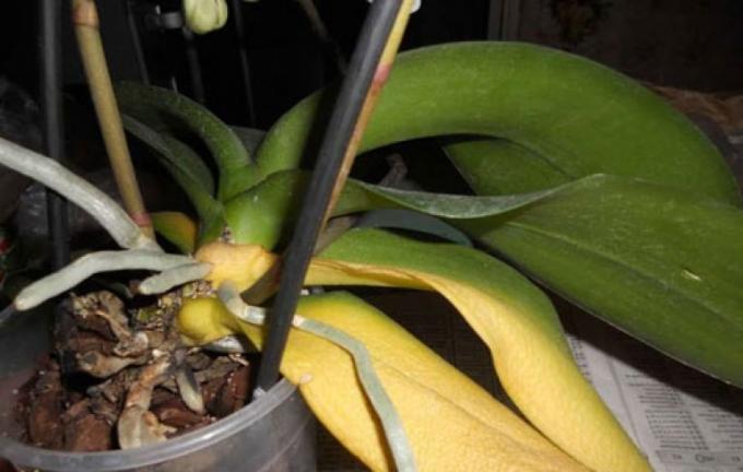 Ha elvesztette a levelek, akkor nem fogja túlélni magát Phalaenopsis!