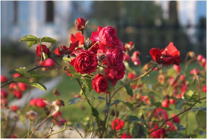 Roses - szerelem millió termelők világszerte. De ez a szerelem kölcsönös volt, gondosan vigyázni a növények - „Garden Queen” ismert a szeszélyeit. Photo megjegyzésekben kell venni a nyilvános hozzáférést.