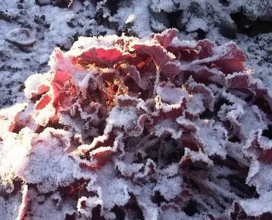 Heuchera levelek, porított hó