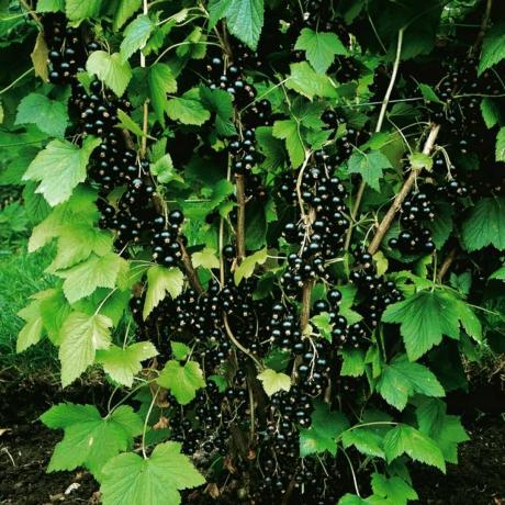Irigylésre méltó termés fekete ribizli. Photo A cikk vett az interneten