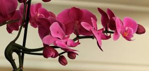 Főzni fokhagyma keveréket orchideák
