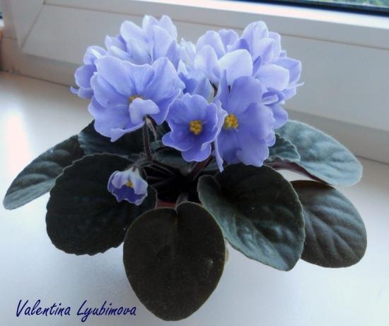 Kék ibolya (fotó Valentina Ľubimová a fórum)