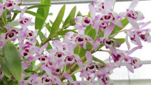 Általános szabályai az ellátást a Dendrobium orchideák
