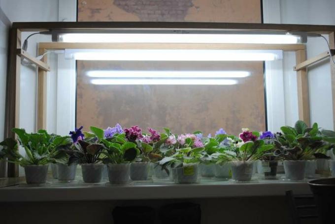 A sikeres világítás ibolya az ablakpárkányon. Tekintse: http://forumimage.ru/
