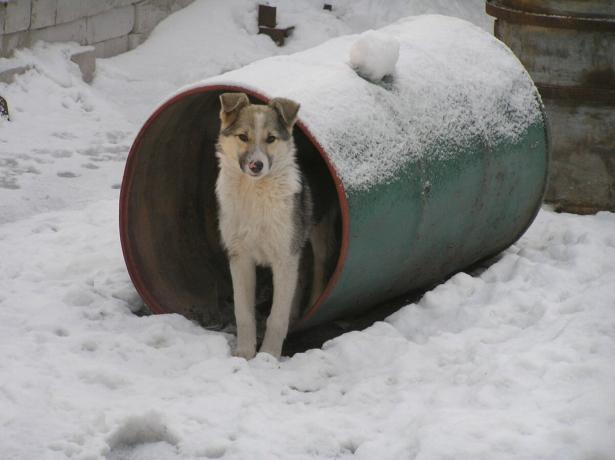 Kutya védi szomszédok hordó tartály, mint egy megfigyelő állomást. Photo: „Titkok a kert és a kertben”