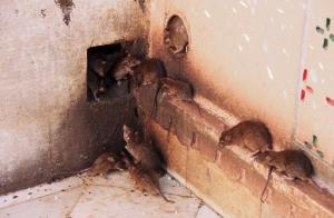 Egyszerű módja, hogy megszabaduljon a patkányok és egerek a házban.