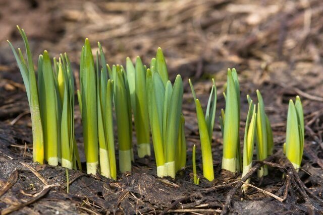Hajtásai nárcisz már emlékeztető kellemes illatú, ami hamarosan kérjük minden vendég tavaszi kert