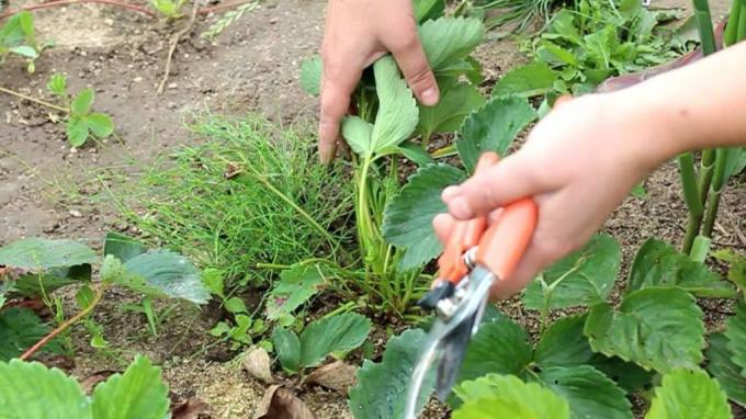 Sharp metszőolló - pótolhatatlan dolog az Arsenal a kertész (zelenj.ru)
