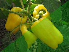 10 titok termesztése paprika a kertben