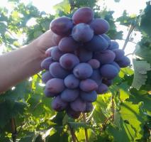 A takarmány szőlőt nélkül a vegyszerek használatát a növekedés a nagy bogyókat.