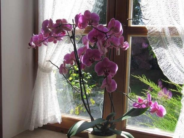 Bőséges virágzást Phalaenopsis ( http://picdom.ru/i/1280x800/3/8/0b98d41a7.jpg)