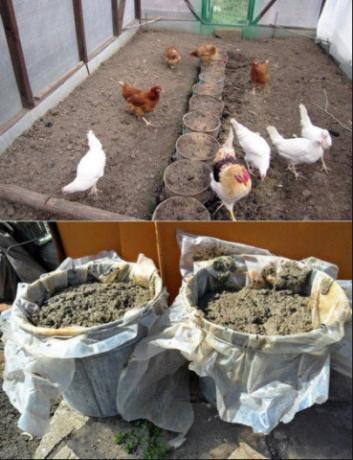 A helyes alkalmazása csirke trágya a kertben növeli a termés