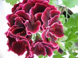 Royal Pelargonium: szabályok termesztési és ápolási