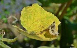 Saving uborka sárguló levelek