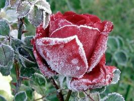 Készítsünk rózsák téli: hogyan indulat mit és mit titkolni, hogyan vágja. Hogyan színe befolyásolja a fagy