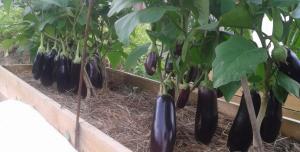 Superfunds abrancsok paradicsom, paprika, padlizsán és uborka augusztusban. növekedése termés