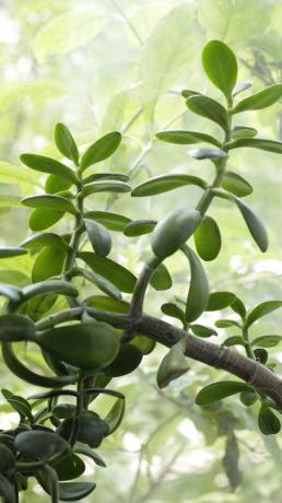 Jade gyorsan növekszik, és meg kell, hogy folyamatosan figyelemmel kíséri a folyamatot. Ahhoz, hogy a pénz fa gyorsan növekszik, öntözés takarékosan: növeli az ösztönzést a növény zöld tömeget, amely megtartja a nedvességet.