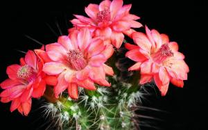 A leggyakoribb ok, amiért a kaktusz nem virágzik, és mit kell tenni, hogy okosan kivirágzott