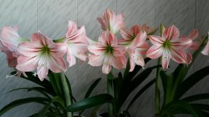 Hippeastrum és Amaryllis: Milyen különbségek lenyűgöző növények