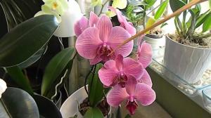 Páratartalom orchidea termesztés