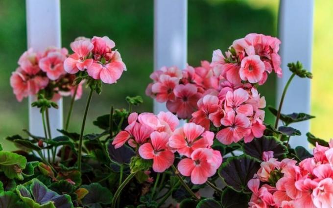 A fő előnye a hazai muskátlik - egy csodálatos virágzás igénytelen! (Geraniumguide.com)
