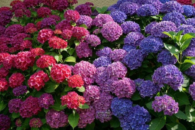 Minden kertész tudja változtatni a színét a hortenzia nélkül „színezékek”, kihasználva a természetes tulajdonságait a bokor