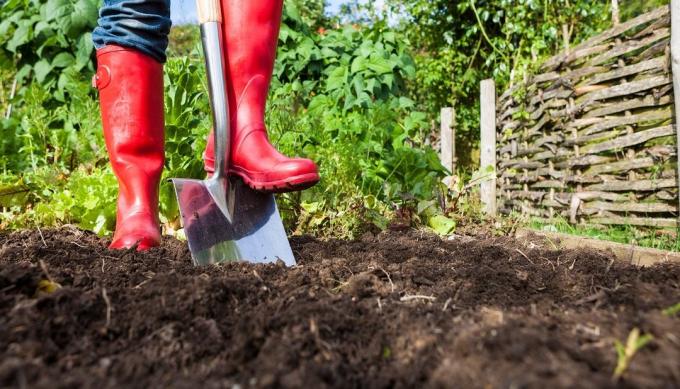 Előnyök és árt a ásni a föld a térségben | Kertészet