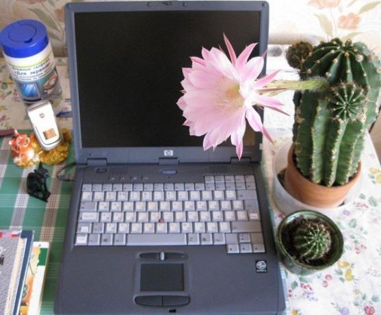Cactus a számítógép előtt. Photo az internetről