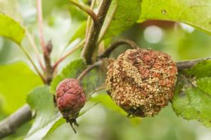 Attack rothadó alma: hogyan lehet gyógyítani, fa