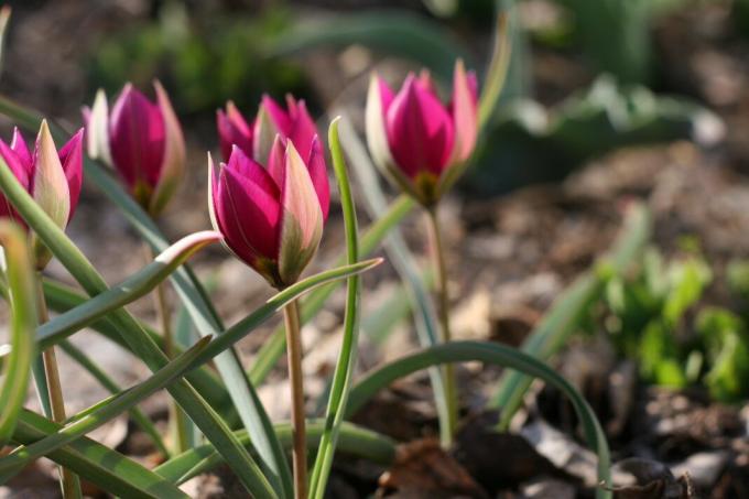 Figyelem! Alacsony növésű tulipánok - kivétel. Felnőttek izzók ültetnek át egy 10 cm mélyen. Fotó: violet-bryansk.ru