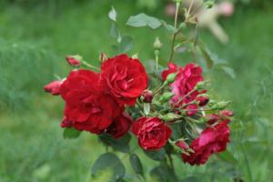A kanadai rózsakert jók az orosz (különösen hideg régiókban)