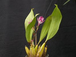 Illatos Orchid bifrenariya - meri emelni a szépség? finomságok termesztés