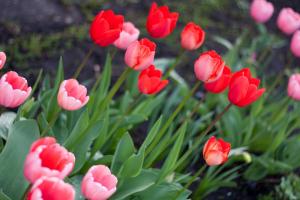 Hogyan törődik tulipán az országban a virágzás után