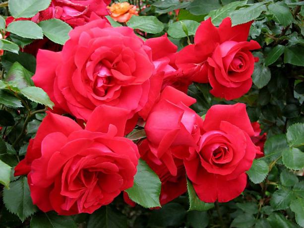 Chic rózsa fajta 'Marseillaise' (liveinternet.ru)