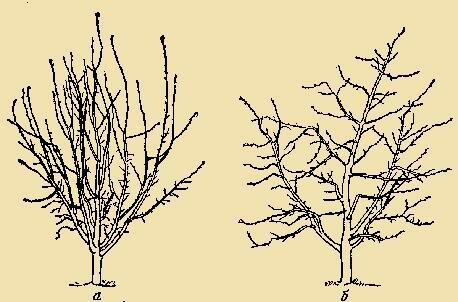 Tavaszi metszés aktívan alkalmazzák a fiatal fák - parkosított érett fákat, amelyekre Ezt az eljárást minden évben, szükség minden évben egyre kevesebb (mi nem beszélünk anti-aging metszés).