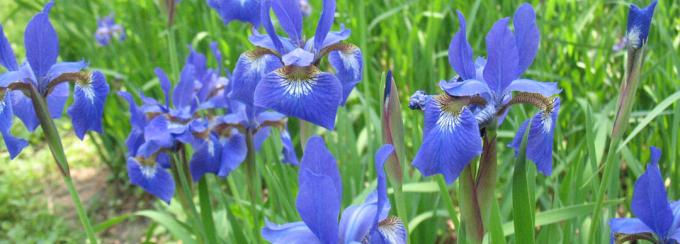 Iris virág sziluettek halványan emlékeztet a bonyolult orchidea