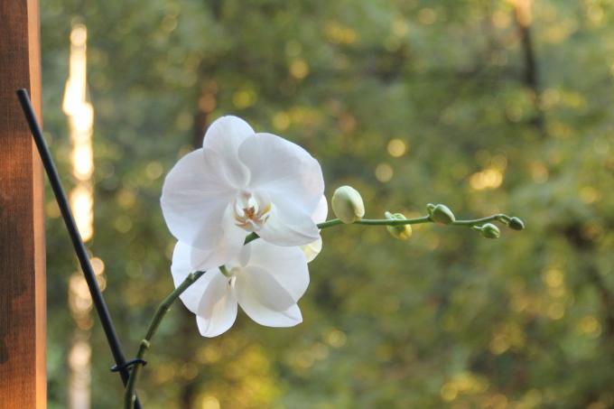 Saját fehér phalaenopsis ezen a nyáron virágba először a vásárlás után. Tartsa egy cikket az oldalán a szociális háló, hogy ne veszítse, és ossza meg barátaival!