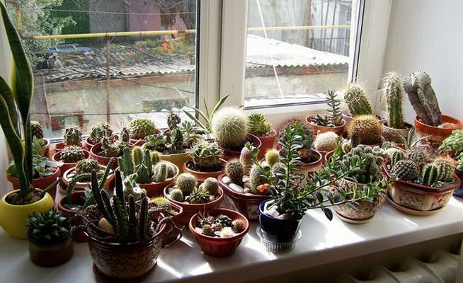 Kaktuszgyűjteménnyel a déli ablakban